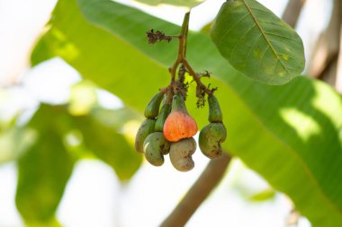 Hindistan, Goa 'da bir ağaçta yetişen kaju fıstığı, tropikal meyve, kaju tarlası.