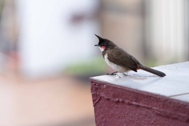 Duvarda oturan kırmızı önlü bulbul kuşu, Güney Hindistan 'da Goa, şehir ortamında vahşi yaşam, pycnonotus jocosus
