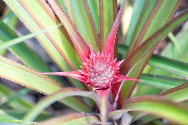 Tarlada yetişen ananas, Hindistan 'da ekili tropikal meyve bitkisi, tarım, organik gıda. 