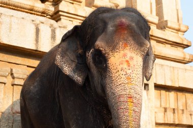Hindistan, Hampi 'de bir tapınağın önündeki Hint fili, bayram renkleriyle boyanmış.