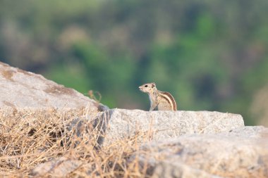 Hindistan 'da üç çizgili palmiye sincabı Funambulus palmarum, bir kayanın üzerinde oturan sincap, Hindistan' da vahşi yaşam.