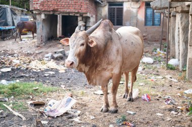 Zubu boğası, sığırlar, Hampi şehrinde Bos indicus harap olmuş evler ve atıklar, Hint çiftliği.
