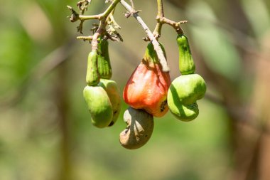 Hindistan, Goa 'da bir ağaçta yetişen kaju fıstığı, tropikal meyve, kaju tarlası.