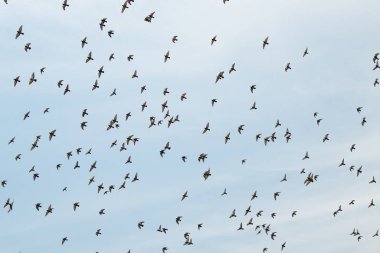 Gökyüzünde uçan kaya güvercin sürüsü, doğada vahşi yaşam kuşu, kaya güvercini ya da Columba livya, Hindistan 'da yaygın yaygın bir hayvan türü. 