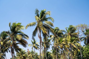 Goa, Güney Hindistan sahillerinde palmiye ağaçları, tropikal batı kıyıları, Asya 'da Arap Denizi, tatil beldesi