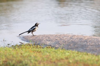 Beyaz kaşlı kuyruk ya da büyük kuyruklu kuyruk, Motacilla maderaspatensis Hindistan 'daki Tungabhadra nehrinin kıyısında.