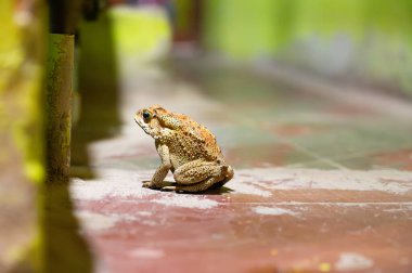 Asya siyah omurgalı kurbağa, Duttaphrynus melanostictus, istilacı amfibi sürüngen, sarı kahverengi renk, koyu benekler ve siğiller, Hindistan