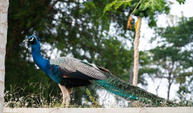 Güney Hindistan 'da tropikal bir bahçede mavi tavus kuşu ya da Peafowl kuşu, göz benekli renkli kuyruk tüyleri olan bir erkek.