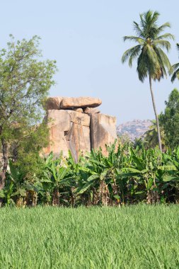 Hindistan cevizi ağaçları, muz çiftliği ve pirinç tarlası olan Hampi kayaları, Güney Hindistan, seyahat merkezi.