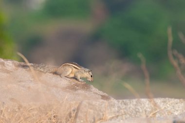 Hindistan 'da üç çizgili palmiye sincabı Funambulus palmarum, bir kayanın üzerinde oturan sincap, Hindistan' da vahşi yaşam.