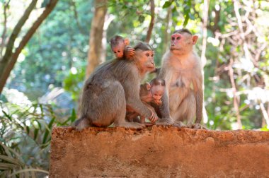 Barbar maymun, bebek sahibi maymun ailesi, Goa Hindistan 'ın vahşi yaşamı, orman ve yağmur ormanları hayvanı. 