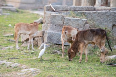 Kutsal inek ve sığır balıkçıl arasında Hampi, Hindistan antik harabe, Hint dini ve kültür, şehir yaşam tarzı ve hayvanlar