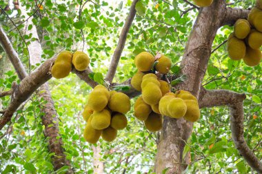 Ağaçta yetişen yeşil kaya meyvesi veya nangka, Hindistan 'da tropik meyve, gıda ekimi ve hasat.