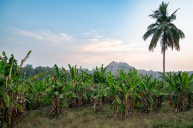 Hampi 'nin kayalık arazisinde muz çiftliği ve hindistan cevizi ağacı, Güney Hindistan' da dağ manzarası, günbatımı