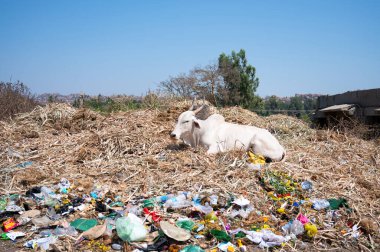 Zubu boğası, sürtünen sığırlar, Bos indicus Hampi, Hindistan 'da bir çöplükte oturuyor, atık ve kirlilik, çevre sohbeti