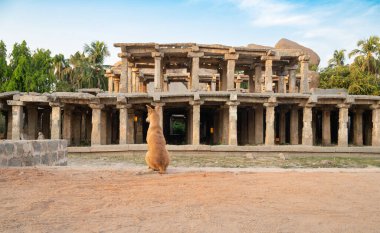 Hampi, Güney Hindistan 'da harabenin önünde oturan evsiz sokak köpeği, Antik Vijayanagara İmparatorluğu, Hindu kültürü ve Tungabhadra Nehri' ndeki din