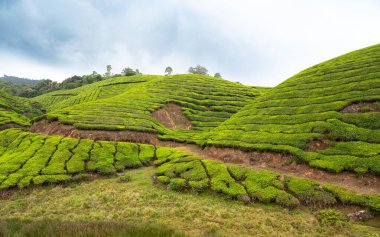 Munnar, Güney Hindistan 'da çay çiftliği, Kerala' da tarlaları olan manzara, kayan bahçe tepeleri manzarası, tarım.