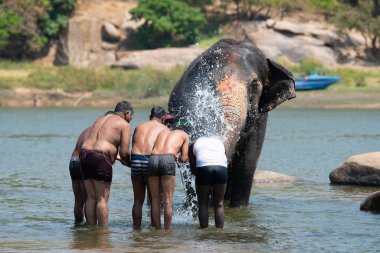 Hint fili bir grup adama banyo yaptırıyor, Hampi 'deki Tungabhadra nehrinde, Karnataka, 07.03.2025