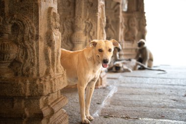Hampi, Güney Hindistan tapınağındaki evsiz sokak köpeği, Antik Vijayanagara İmparatorluğu, Hindu kültürü ve Tungabhadra Nehri 'ndeki din