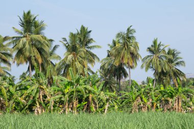 Muz çiftliği, hindistan cevizi ağacı ve pirinç tarlası, Hampi, Güney Hindistan çevresindeki tarım ve manzara