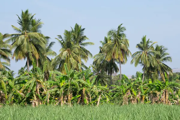 Muz çiftliği, hindistan cevizi ağacı ve pirinç tarlası, Hampi, Güney Hindistan çevresindeki tarım ve manzara