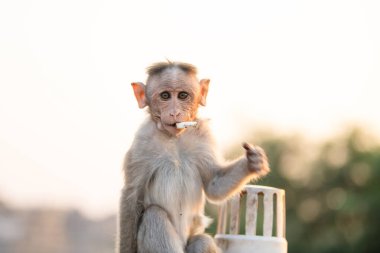 Barbar macaque maymunu, rhesus maymunu sigara içiyor, vahşi yaşam ve kentsel çevre Hindistan 'da, orman yağmur ormanlarındaki hayvan şehirde
