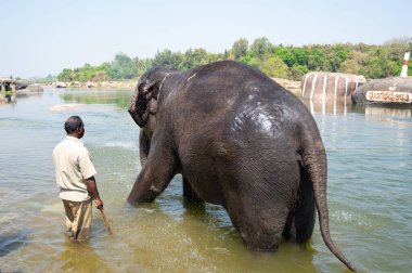 Hint fili Hampi 'deki Tungabhadra nehrinde banyo yapıyor, Karnataka, Hindistan, 12.03.2025