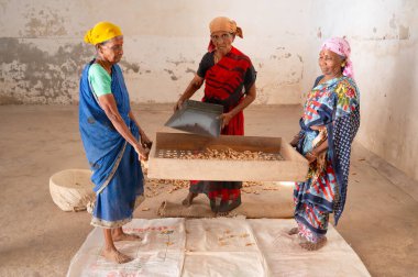 Hindistan 'da zencefil baharat fabrikasında çalışan kadınlar, baharat kökleri için elek, tedarik zinciri deposu, Kochi, Kerala, 28.03.2025 