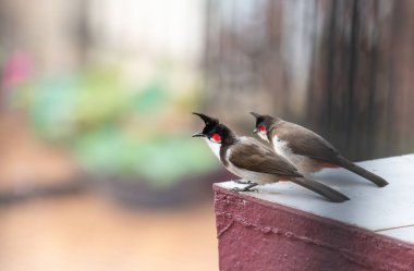 Duvarda oturan kırmızı önlü bulbul kuşu, Güney Hindistan 'da Goa, şehir ortamında vahşi yaşam, pycnonotus jocosus