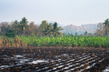 Hampi 'nin kayalık arazisinde pirinç tarlalarında sığır balıkçıl, muz çiftliği ve hindistan cevizi ağaçları, Güney Hindistan' da dağ manzarası.