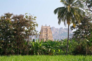 Hampi 'deki Virupaksha Tapınağı' nın etrafı kayalar, hindistan cevizi ağaçları ve muz plantasyonu ile çevrili. Güney Hindistan, Vijayanagara İmparatorluğu anıtı. 