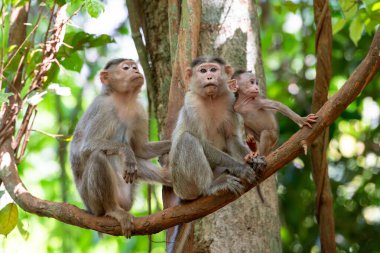 Barbar maymun, bebek sahibi maymun ailesi, Goa Hindistan 'ın vahşi yaşamı, orman ve yağmur ormanları hayvanı. 