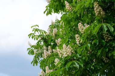 At kestanesi ağaçlarının çiçek açması ilkbaharda Castanea çiçekleri, Aesculus hipocastanum