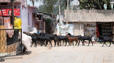 Hampi Hindistan 'da sokakta yürüyen keçi sürüsü, geleneksel bir köyde çiftlik hayvanı yetiştiriciliği, Hint şehrinde çiftlik hayvanları, yaşam tarzı ve kültür, 13.03.2025