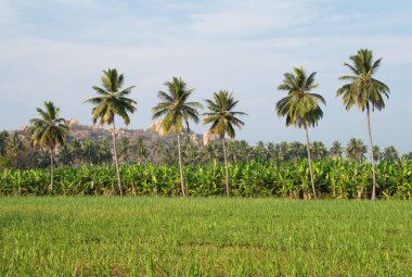 Muz çiftliği, hindistan cevizi ağacı ve pirinç tarlası, Hampi, Güney Hindistan çevresindeki tarım ve manzara