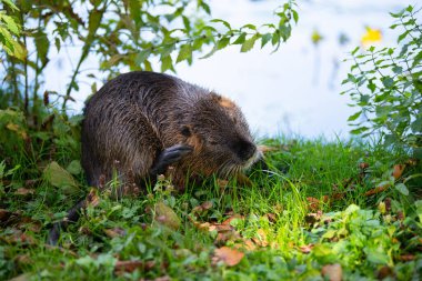 Nutria nehir faresi, coypu otobur, yarı suda yaşayan kemirgen familyası çayırdaki miyocastoridae, vahşi yaşam hayvanları, yerleşik sulak alanlar.