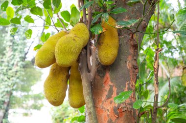 Ağaçta yetişen yeşil kaya meyvesi veya nangka, Hindistan 'da tropik meyve, gıda ekimi ve hasat.