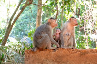 Barbar maymun, bebek sahibi maymun ailesi, Goa Hindistan 'ın vahşi yaşamı, orman ve yağmur ormanları hayvanı. 