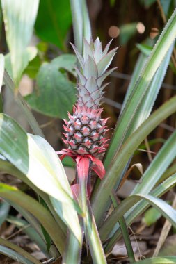 Tarlada yetişen ananas, Hindistan 'da ekili tropikal meyve bitkisi, tarım, organik gıda.