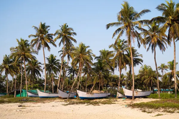 Kolva sahilinde tekneler Goa, Güney Hindistan, tropikal adada palmiye ağaçları, batı kıyısı, Asya 'da Arap Denizi, seyahat varış noktası