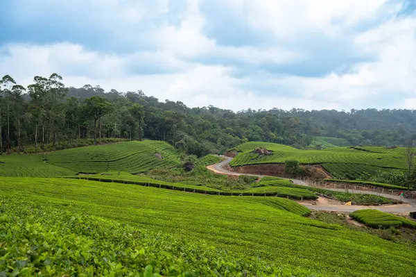 Munnar, Güney Hindistan 'da çay çiftliği, Kerala' da tarlaları olan manzara, kayan bahçe tepeleri manzarası, tarım.