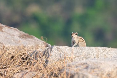 Hindistan 'da üç çizgili palmiye sincabı Funambulus palmarum, bir kayanın üzerinde oturan sincap, Hindistan' da vahşi yaşam.
