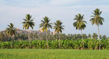 Pirinç tarlası, muz tarlası, hindistan cevizi ağacı, tarım ve Hampi, Güney Hindistan çevresindeki manzara