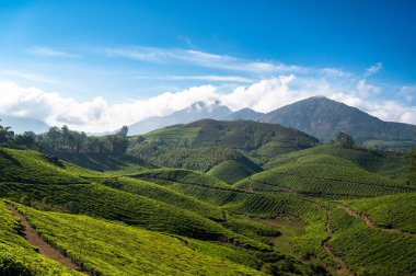 Munnar, Güney Hindistan 'daki çay tarlaları, Kerala, Nilgiri tepelerindeki tarlaları, Kamelya Sansis bitkisinin tarımı.