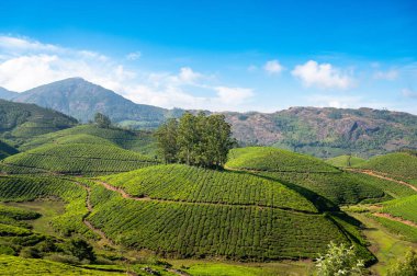 Munnar, Güney Hindistan 'daki çay tarlaları, Kerala, Nilgiri tepelerindeki tarlaları, Kamelya Sansis bitkisinin tarımı.
