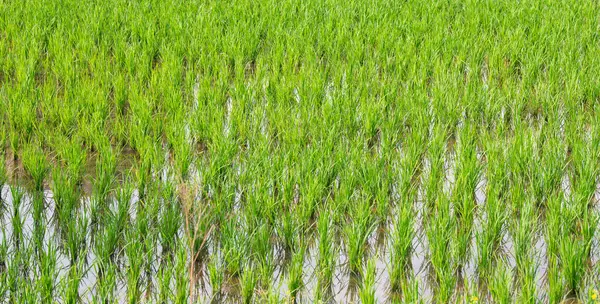 Hindistan 'ın kırsal kesimlerindeki pirinç tarlaları, sudaki bitkiler, tarım ekinleri, Asya' da yetiştirilen gıda kaynakları.