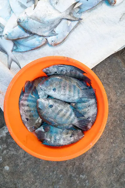 İnci benekli balık, Karimeen Pollichathu, Kochi Hindistan 'da market tezgahı, Kerala sahilinde taze deniz ürünleri ile yakalanan balıkçılar.