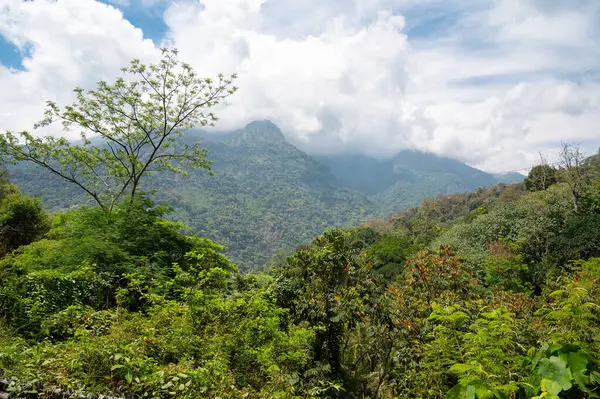 Ooty Coimbatore, Güney Hindistan yakınlarındaki manzara, yemyeşil orman, Tamil Nadu 'nun Nilgiri tepeleri, ağaçlı ve bitkili dağlar, Asya' da seyahat yeri.