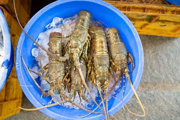 Kochi Hindistan 'da balık pazarı, kerevit yenen ıstakozlar, Kerala plajı.