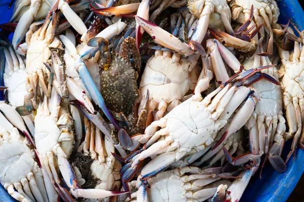 Kochi Hindistan 'da balık pazarında üç benekli yengeç satan balıkçı, taze yakalanan yengeçler, Kerala deniz ürünleri plajı.